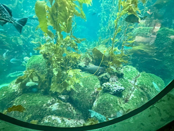 A photo of a California sheephead female in mid- gender transition 