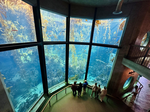 A photo of the large kelp forest tank with humans for perspective 