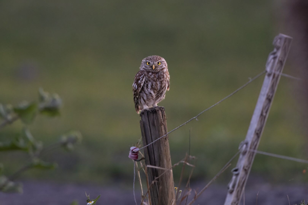 Steinkauz auf einem Zaun, abends