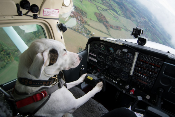 dog looking worried as he flies a small airplane