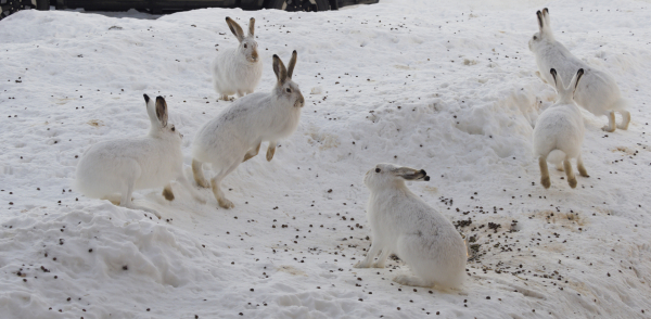 Six white-tailed jackrabbits (hares) in a snowy yard in the prairies of Canada.  One in the background and one in the right foreground are mostly just watching, alert, while the others are in two pairs of the chased and the chaser.  They all have their white winter coats, the characteristic dark streaks up the outside of the ears, and various mottled brown patterns over the face and muzzle.

Towards the left of the frame, the aggressor is bringing his front paws off the ground, which is usually a prelude to "boxing".  The jack he's aggressing against is leaping up and to the right to get away.  His back feet are barely touching the snowbank, and the front paws are well off the ground, held up against the body rising at 45 degrees from the ground.

At the right of the frame, another aggressor is chasing the remaining jackrabbit.  This one is caught in mid-stride, facing directly away from the camera, with front paws touching the ground as it starts a turning move, while the back feet are fully off the ground and extended to the rear, partway through a jump/hop move.  The jack it is chasing is headed up the snowbank to its left, also caught partway through a hop while trying to escape the bully.