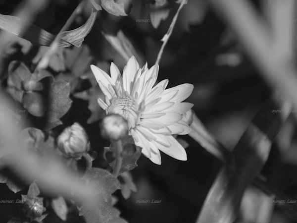 Flower, black and white, photo