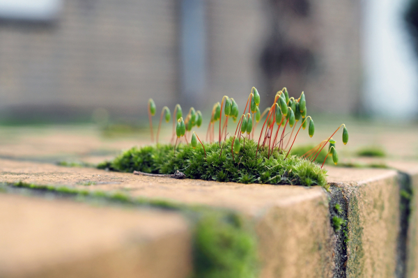 Auf einer Mauer aus gelben Steinen wächst ein rundes Stück Moos aus dem auf roten Stielen grüne Sporenkapseln herauswachsen. Der Fokus liegt auf dem Mauermoos, der Rest des Bildes ist unscharf.

A round piece of moss grows on a wall of yellow stones, from which green spore capsules grow out on red stems. The focus is on the moss on the wall, the rest of the picture is out of focus.