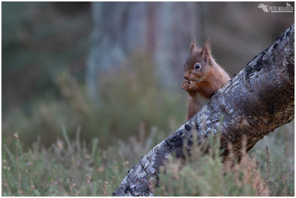 A photo of a red squirrel nibbling a hazelnut, in a Scottish woodland.