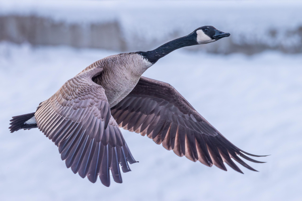 Photograph of a Canada goose in flight with a snow-covered landscape in the background. The goose is flying to the right with its head raised in profile, its wings lowered and curled in a down-stroke, and its legs and feet tucked against a splayed tail. Canada geese have white and tan mottled chest and belly feathers, white under-tail feathers, brown back and wing feathers, a long, slender black neck, a black head with a white cheek patch that run under the upper throat, dark eyes, black bills, and black legs and webbed feet.