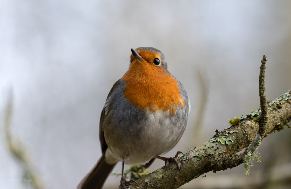 A European Robin redbreast on a branch, very close to camera, the birds head is turned to our left just one eye visible, the branch runs from centre bottom to mid right and is covered in green lichen, the background is a mottled grey-ish blurred