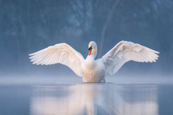 Ein Höckerschwan im Wasser auf einem See mit etwas Nebel schlägt mit den Flügeln.