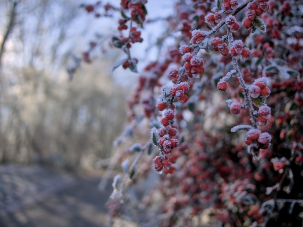 Branches de fruits de cotonéaster givrés en 1er et 2e plan à droite ; sur la gauche, floue, des arbres laissent filtrer la lumière du soleil matinal. On aperçoit une route en bas à gauche.