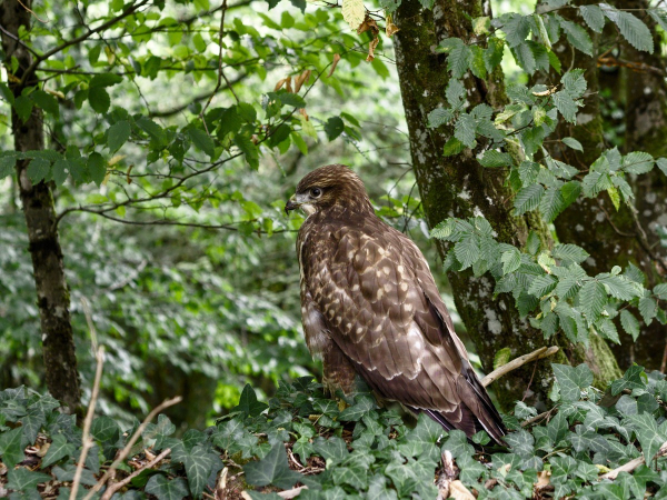 Photo de rapace (une buse) posée sur un muret recouvert de lierre. Tout autour, du vert, des arbres, des branches, des feuilles.