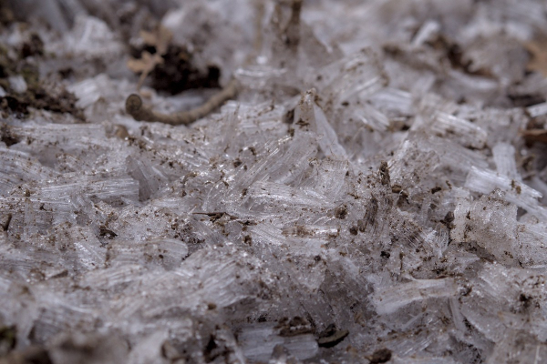 Photo rapprochée de filaments de glace au sol. On aperçoit de la terre et une brindille en arrière plan. 