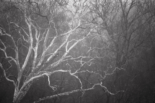 A black and white image of trees in winter featuring old oaks and giant sycamore. 