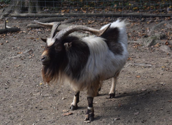 Ein kleiner Ziegenbock mit langem schwarz-weiß geflecktem Fell und mächtigen, sichelförmigen nach außen gebogenen Hörnern präsentiert sich von der Seite und blickt versonnen nach links. Er steht auf kargem Erdbogen, im Hintergrund knorrige Baumwurzeln und das Gitter eines Geheges.