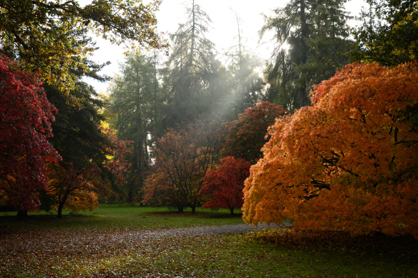 An acer grove in full autumn colours with light breaking in from the right.