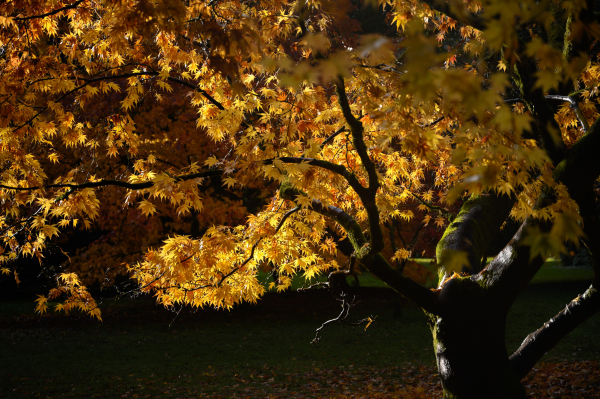 A backlit tree with yellow leaves.