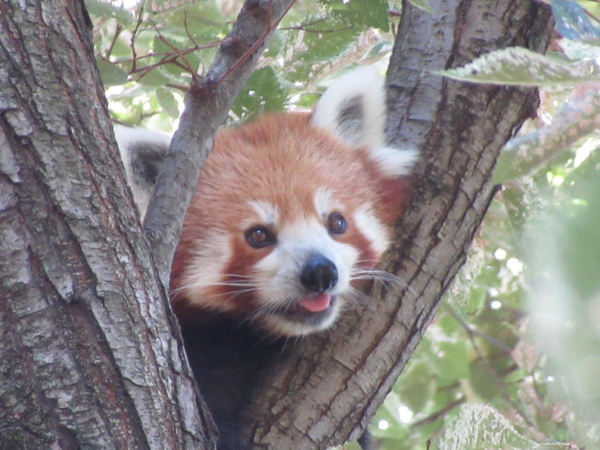 Close up of a red panda sticking their head through a tree fork. They’re sticking their tongue out 