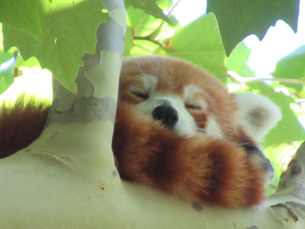 Close up of a red panda asleep on a branch. Their tail is in front of their face 