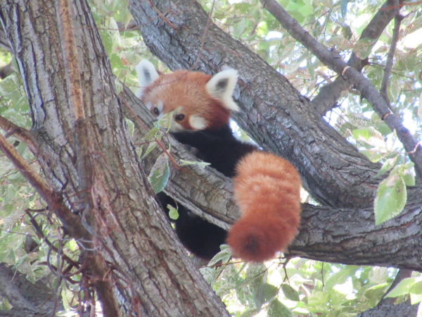 A red panda in a tree 