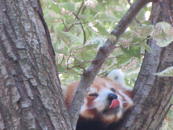 Close up of a red panda sticking their head through a tree fork. They’re sticking their tongue out 