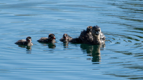 A mother Pied-Billed Grebe sits in the water with three young in the water near her and another one on her back