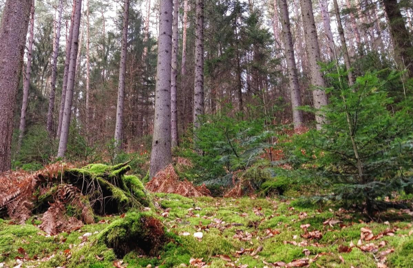 Wald mit hohen und kleinen Nadelbäumen. Auf dem Waldboden ist viel grünes Moos das zum Teil auch alte Reste von  umgestürzten Bäume bedeckt.