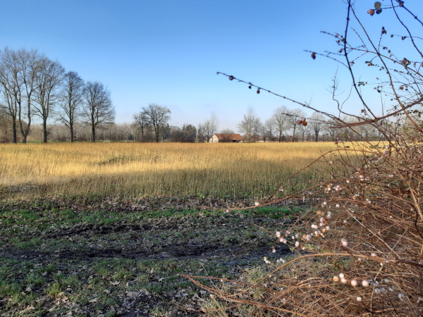 Landschaft im Münsterland.  Feld, Baumallee, mittig ein Hof, blauer Himmel