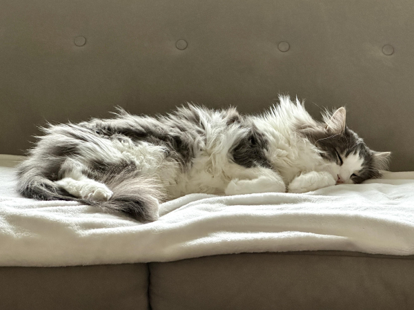 Thor, a fluffy grey and white half-Ragdoll cat, sleeping peacefully on a cream blanket on a grey sofa. Birds sang sweetly, brooks babbled gently, flowers swiveled to face a glowing sun in his dreams. 