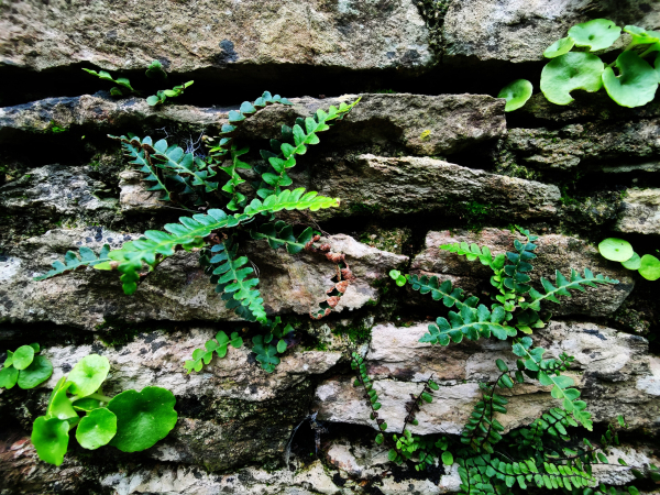 Fern-looking plants, moss and navelwort chat among themselves in the last of the afternoon sun.