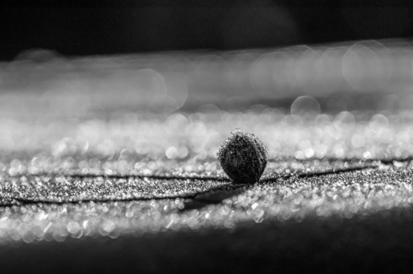 A black and white photograph of a seed on a garden table. Both are covered with ice. The sunlight is being reflected by the ice as if there were thousands of lenses.