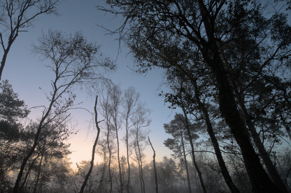 Eine weit Winkel Aufnahme von einigen kahlen Bäumen zum Sonnenaufgang. Der Wald im Hintergrund ist in zarten Nebel gehüllt