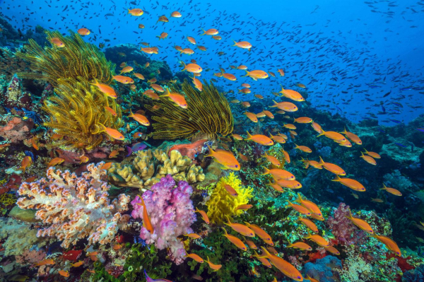 Colourful photo of Great Barrier Reef by BBC