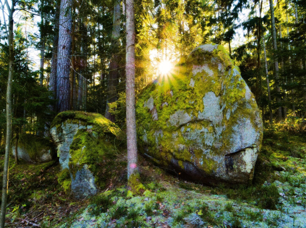 mossy rocks with sunstar in the forest