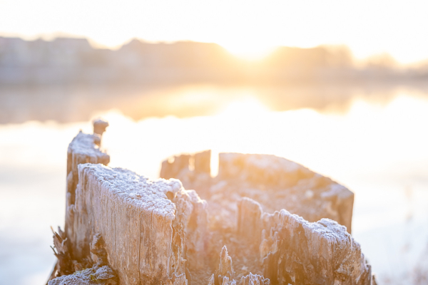 Ein Baumstumpf im Frost im Gegenlicht zu einem Sonnenaufgang. Nur ein ganz schmaler Bereich des Baumstumpfs ist im Fokus. Dahinter Wasser mit Reflektionen.