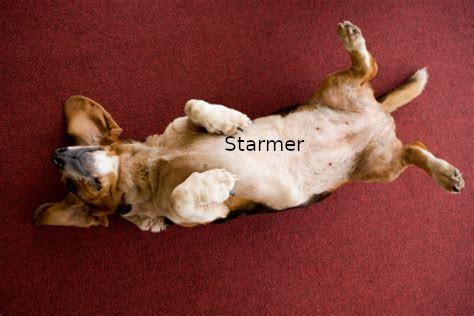 Starmerdog on his back begging.