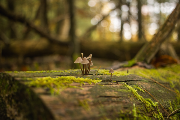 Small mushrooms growing on a moss-covered log 