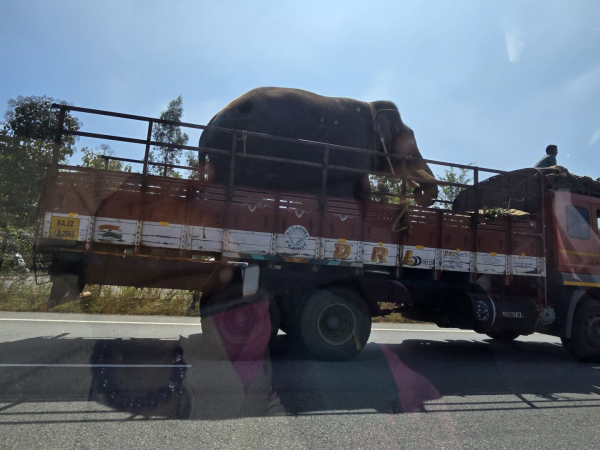 Elephant in a truck being transported.