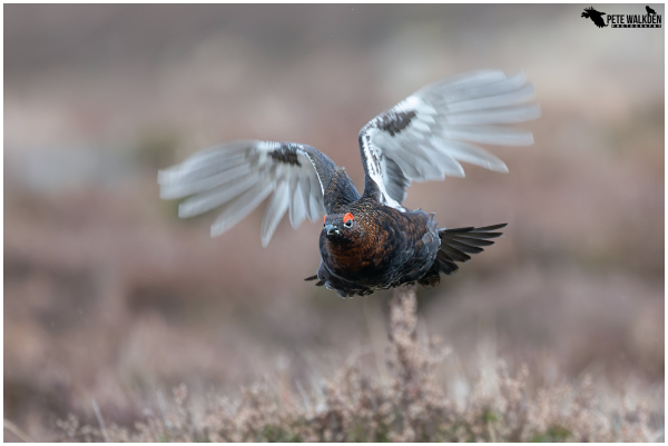 A photograph of a male red grouse taking flight from moorland in the Scottish Highlands.