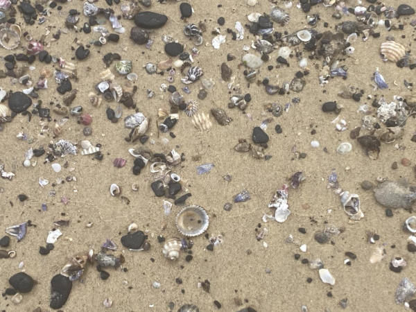 Lots of shells, fragments of shells and small black rocks embedded in wet sand. All kinds, including limpets and zebra snails.