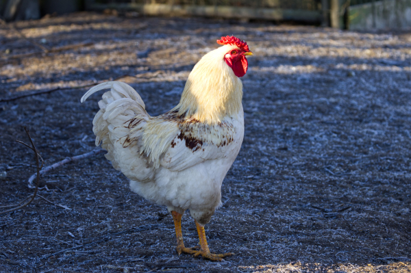 Ein Hühnerhahn steht seitlich zum Betrachter und schaut leicht über die rechte Schulter. Der Vogel ist weitestgehend weiß. Die Federn am Hals haben einen gelblichen Anflug. An den Flügeln sind die Federn zum Teil dunkel gefleckt.