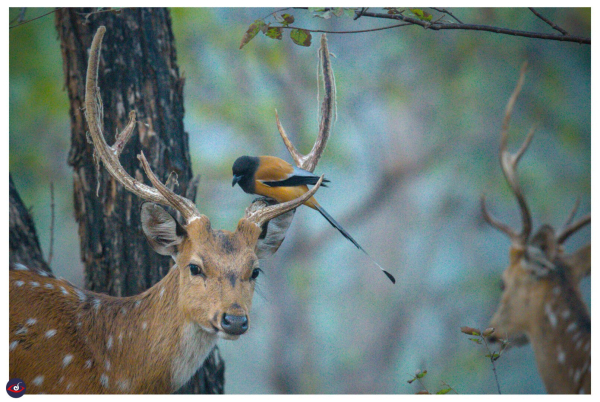 a bird sitting on the antler of a male indian spotted deer and helping with preening/keeping the antler clean. 

there is also a partial second male deer (out of focus) in the frame.

the bird has a black head, rusty/orange wing feathers, as well as white and black streaks. 

the deer is rich brown in color, and has white spots. the antler has a velvety feel to it.