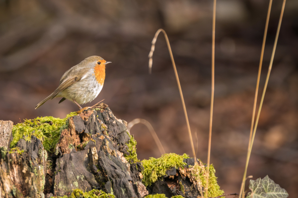 Das Bild zeigt ein Rotkehlchen ( Erithacus rubecula ), das auf einem alten, mit Moos bewachsenen Baumstumpf sitzt. Der Baumstumpf ist dunkel und verwittert, mit Flecken von hellem Moos. Das Rotkehlchen ist im Fokus und gut zu sehen; sein orangefarbenes Brustgefieder und seine braungrauen Oberteile sind deutlich erkennbar. Es blickt nach rechts. Im Hintergrund ist der unscharfe, aber warme, braune Ton eines Waldbodens zu sehen. 