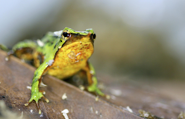 close-up photo of a tiny frog with bright green back and yelow belly