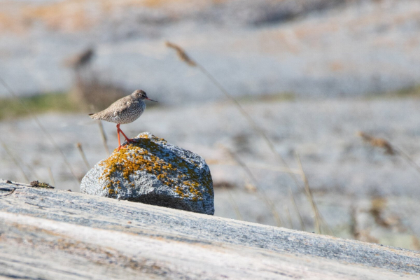 Common redshank standing on a rock on a small rocky island. In the background, there are cliffs and reeds.