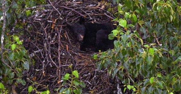 A little black bear sleeping in an abandoned eagle's nest in a tree on Joint Base Elmendorf-Richardson in Anchorage, Alaska.