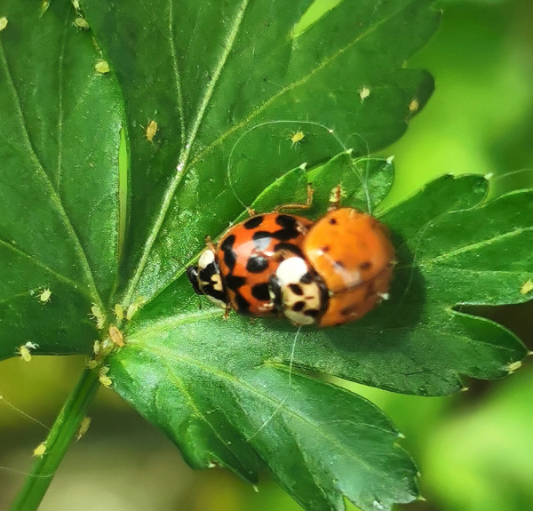 Auf einem Blatt voll mit Blattläusen haben zwei Marienkäfer Sex