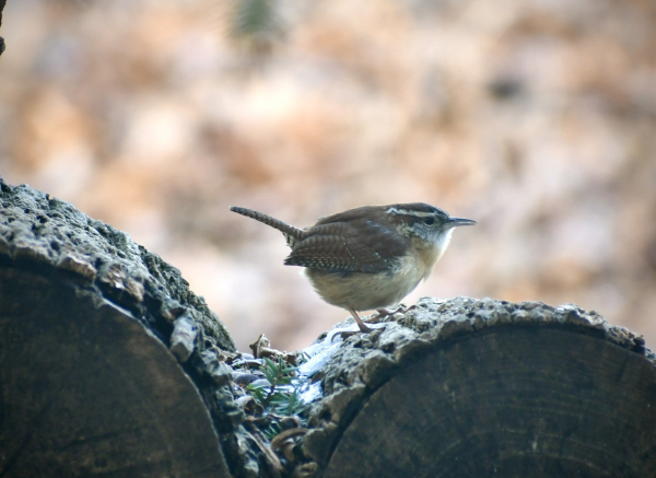 A small very rounded bird with a rusty brown top and buffy underside, a short straight bill and upward pointed perky tail stands on a cut log. Its chin is lighter colored than the underside and it has a white stripe leading backward from above the dark eye. The wings and tail have hatched check markings. 