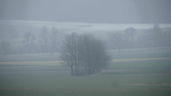 Es ist Diesig, eine Baumgruppe auf einer Wiese, im Hintergrund noch alte Schneflecken vor dem Waldrand. 