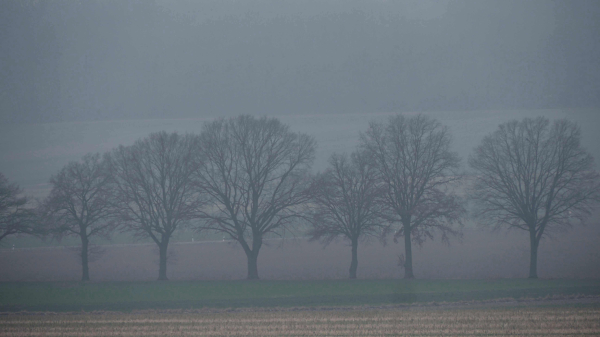 Kahle Bäume  am Wiesenrand. alles in grautönen