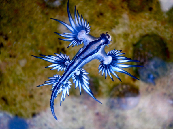 Eine Meeresschnecke mit langen, tentakelartigen Fortsätzen schwimmt auf einer unscharfen, hellen Unterlage. Die Fortsätze sind strahlenförmig angeordnet und vermitteln einen impressionistischen Eindruck von Bewegung.