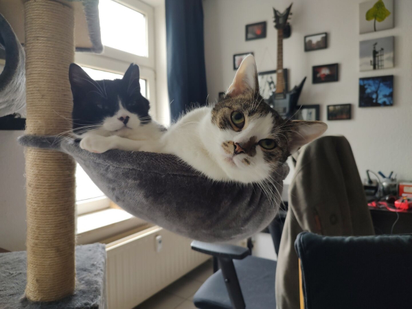 Die Beiden Kater Phips und Sammy liegen gemeinsam in ihrer Hängekuhle am Kratzbaum