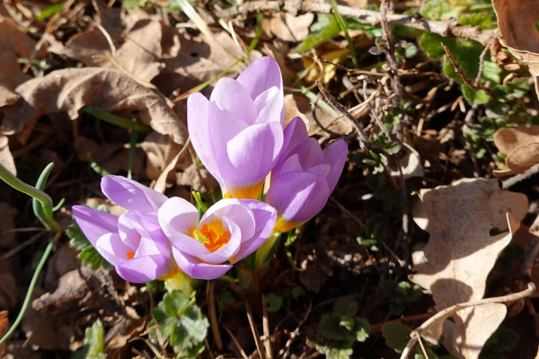 Violett blühende Krokusse, Eichenlaub und Gras